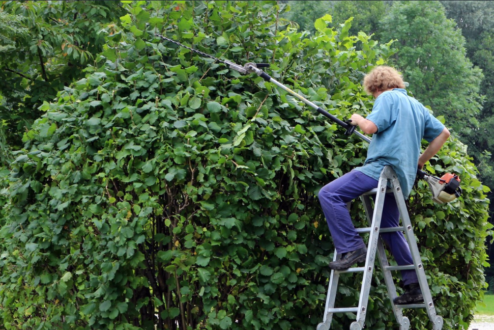 expert comptable élagueur